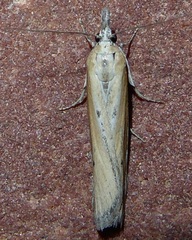 Pima albiplagiatella
