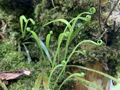 Haplopteris flexuosa