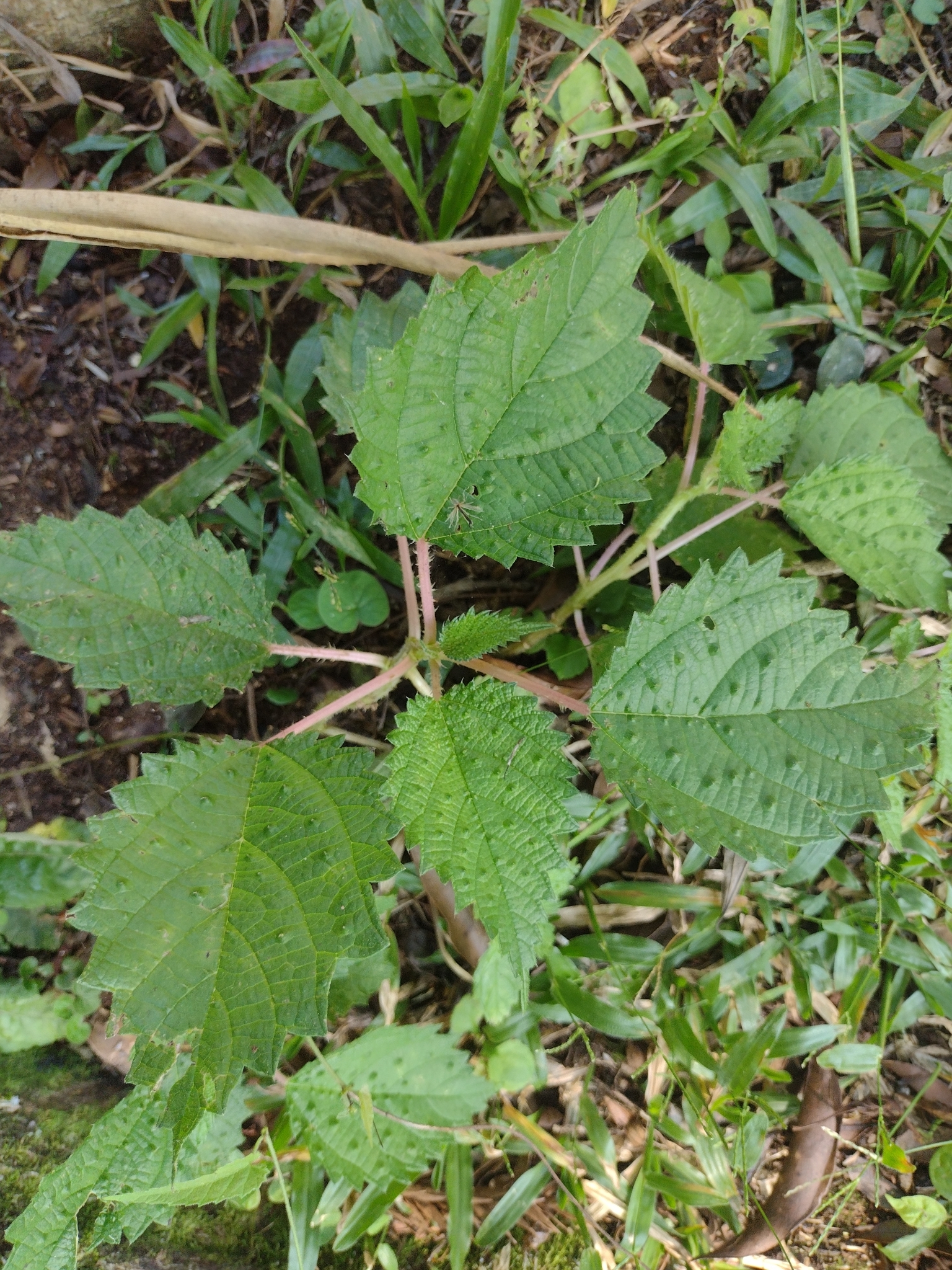 Urera baccifera