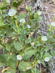 Phacelia viscida