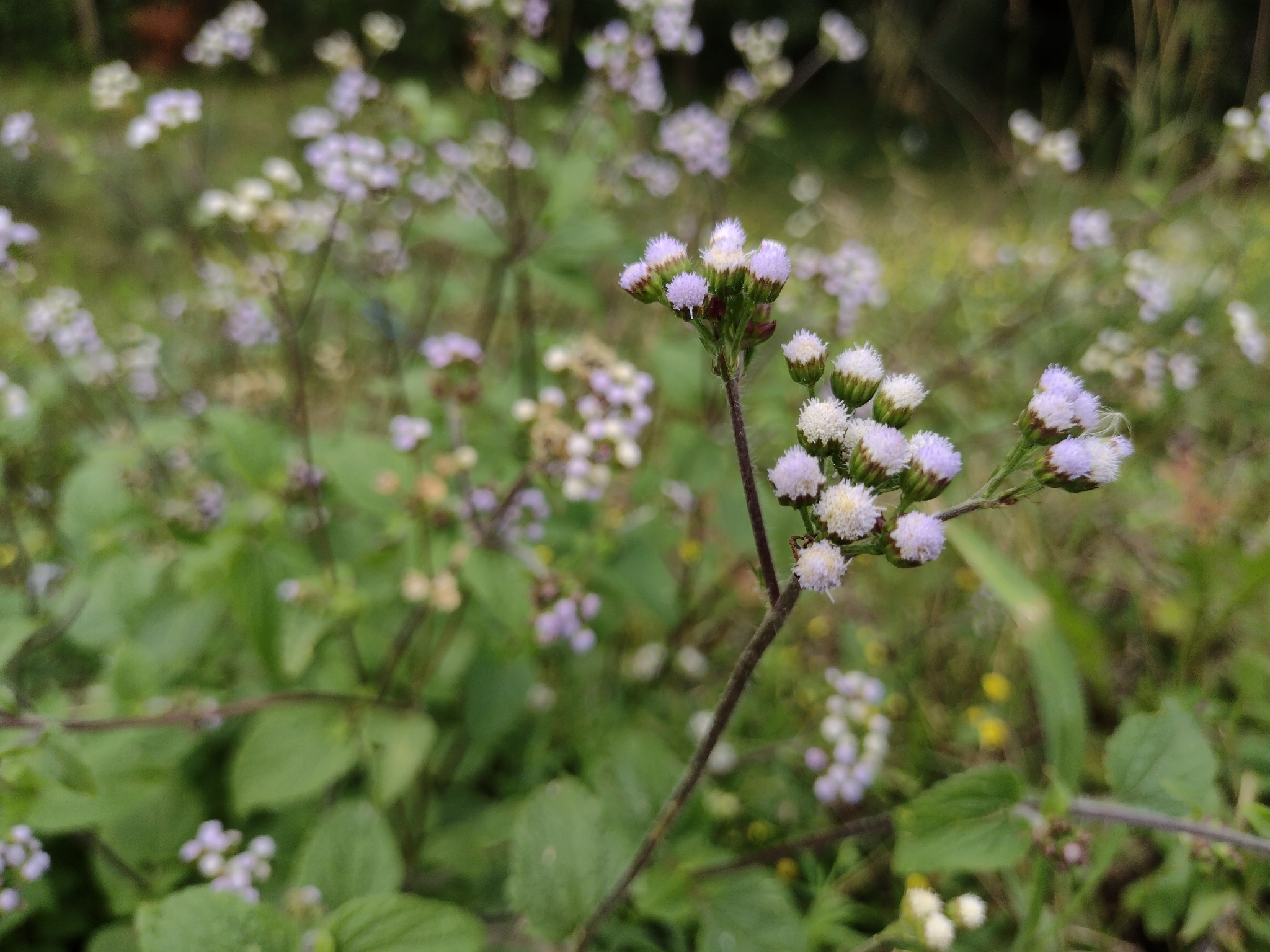 Ageratum conyzoides