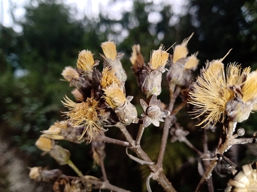 Sinclairia polyantha, 2022-04-20