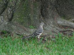 Mimus polyglottos
