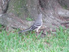 Mimus polyglottos