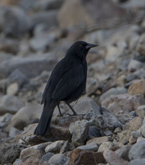 Curaeus curaeus curaeus