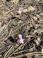 Claytonia rosea