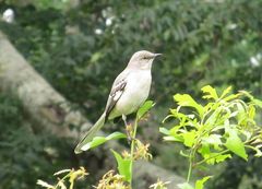 Mimus polyglottos