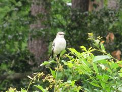 Mimus polyglottos