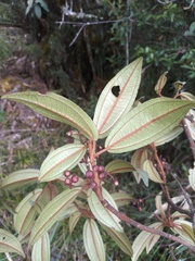 Miconia flavescens