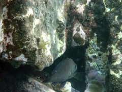 Hypoplectrus nigricans