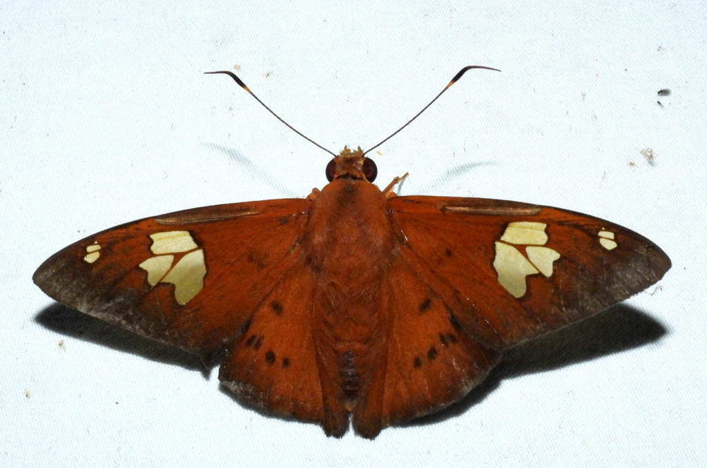 Dyscophellus euribates