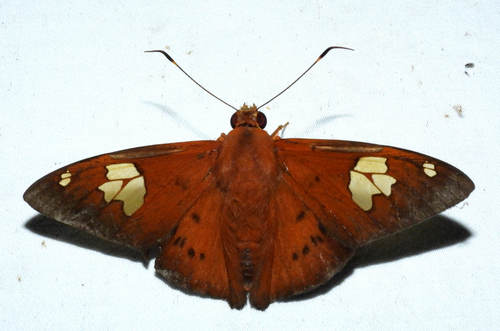 Dyscophellus euribates
