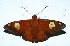 Euriphellus euribates