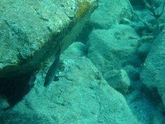 Hypoplectrus randallorum