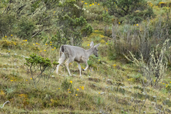 Odocoileus virginianus peruvianus