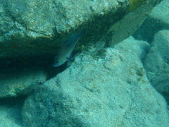 Hypoplectrus randallorum