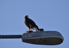 Parabuteo unicinctus