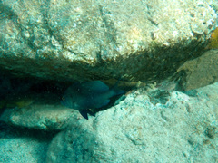 Hypoplectrus randallorum