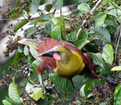 Psarocolius bifasciatus