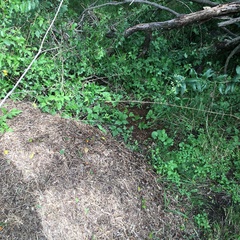 Acromyrmex crassispinus