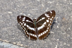 Limenitis sulpitia