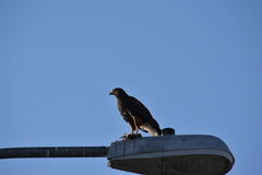 Parabuteo unicinctus