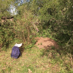 Acromyrmex crassispinus