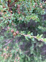 Leptospermum rupestre