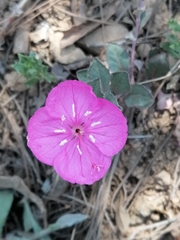 Oenothera deserticola