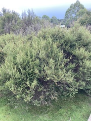 Leptospermum rupestre