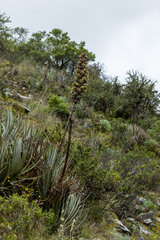 Puya weberbaueri