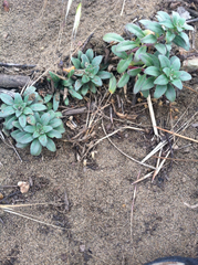 Camissoniopsis cheiranthifolia cheiranthifolia