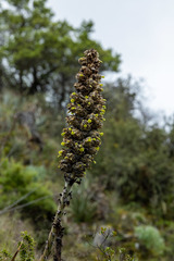 Puya weberbaueri