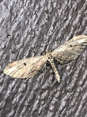 Eupithecia subapicata