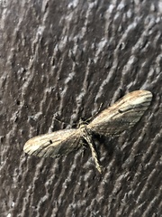 Eupithecia subapicata