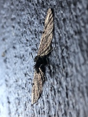 Eupithecia subapicata