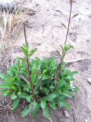 Solidago spathulata