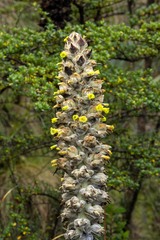 Puya weberbaueri