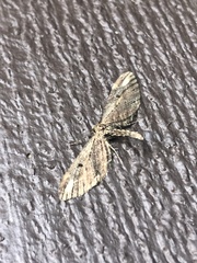 Eupithecia subapicata