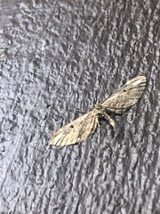 Eupithecia subapicata