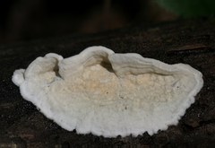 Dacryobolus angiospermarum