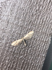 Eupithecia subapicata