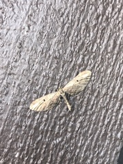 Eupithecia subapicata