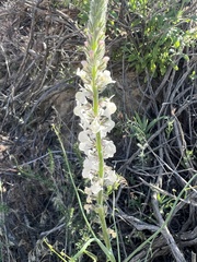 Sairocarpus coulterianus