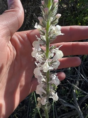 Sairocarpus coulterianus