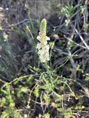 Sairocarpus coulterianus