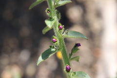 Sairocarpus pusillus