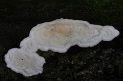 Dacryobolus angiospermarum