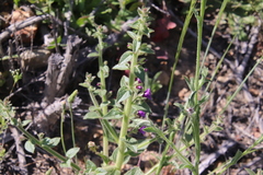 Sairocarpus pusillus