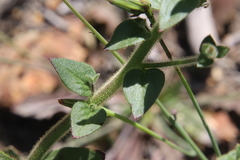Sairocarpus pusillus